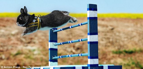 瑞典兔子跳跃网站的数据显示,兔子的世界跳高纪录是99.