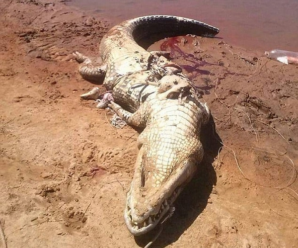 可怕!巴西鳄鱼体内发现失踪多日工人遗骸