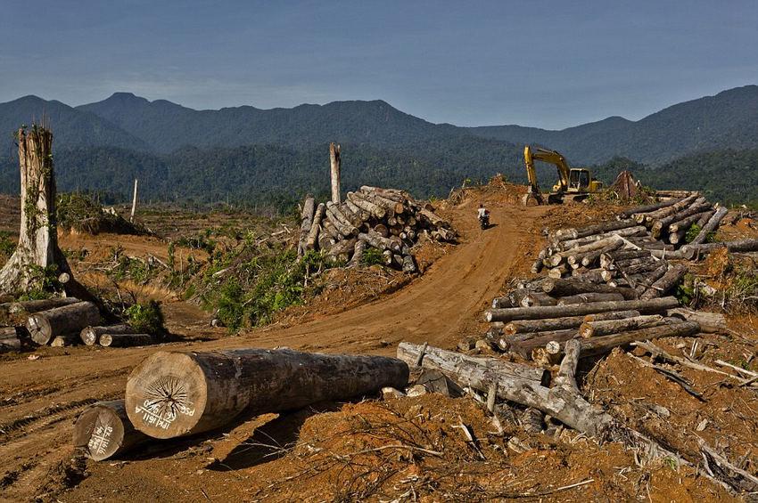 印尼广种棕榈破坏森林致人象开战