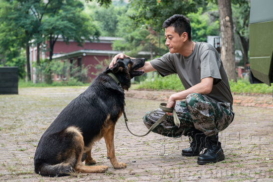 在大热的暑期档来临之际,一部以"犬"为主题的军旅题材电视剧正在湖南