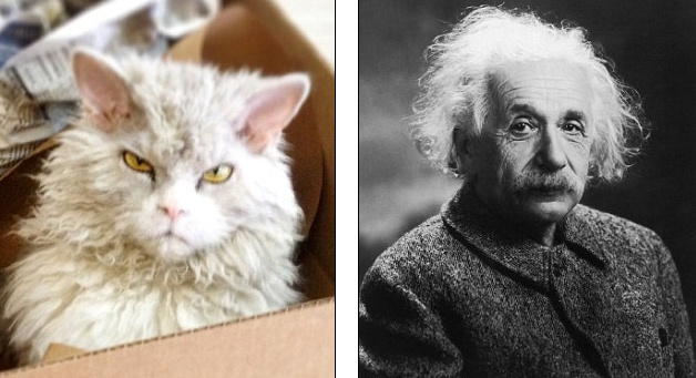 “皱眉猫”走红网络 神似爱因斯坦撞脸卷福