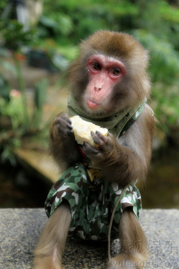 电影《猴年马月》杀青 张磊赵英俊搞笑漫画来