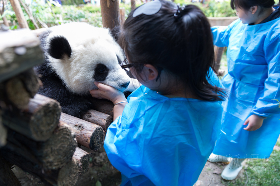 萌态十足惹人爱！周迅和小熊猫们亲密玩耍(组图)