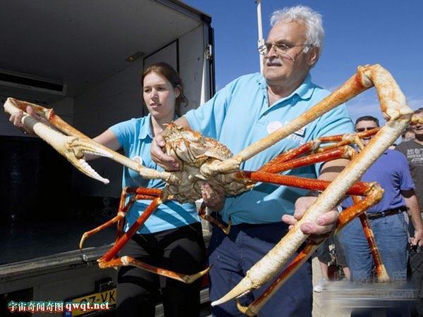 “蛟龙”下潜获蜘蛛蟹 深海怪异生物也美味