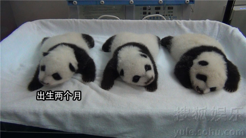 搜狐娱乐讯 国宝熊猫大家都不陌生,一提到名字也能立马想到它胖乎乎呆萌萌的样子。不过,刚出生的熊猫宝宝长什么样,大家是否都知道呢?本期《奇妙的朋友》将镜头对准熊猫三胞胎——萌萌、帅帅和酷酷,在节目中公布罕见的熊猫三胞胎成长片段。从呱呱坠地时的肉色“小老鼠”,到黑色“小背心”和黑眼圈逐渐显现,熊猫三胞胎各个阶段的萌态都将毫无死角地在节目中全数展示。观众将在荧幕上与李宇春、杜天皓一同见证“萌帅酷”如何华丽变身,