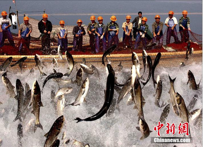 杭州千岛湖现180斤大青鱼 身价或过万