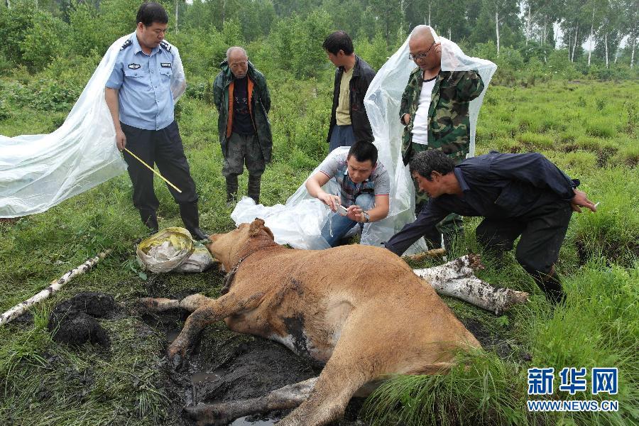 黄勇                野生东北虎再现身 开拓领地咬死黄牛 在黑龙江省