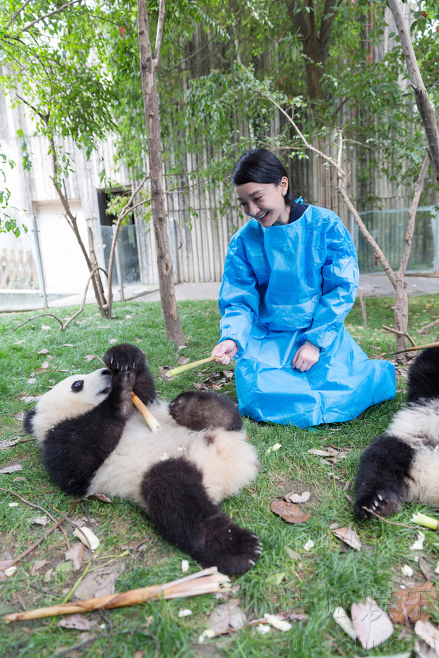萌态十足惹人爱！周迅和小熊猫们亲密玩耍(组图)