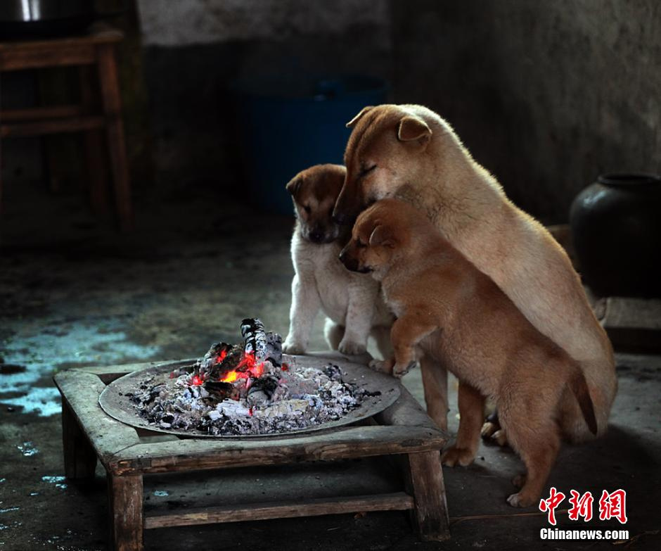 超萌小狗围炉取暖 相互依偎其乐融融