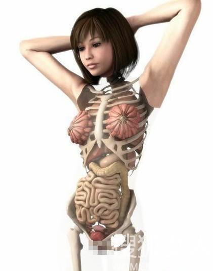 另类重口味!<em>日本3d美女</em>医学解剖图