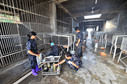 记者实拍福建熊场“活熊取胆”