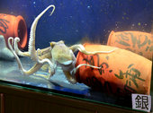 当地时间2012年8月1日，日本兵库县明石市用章鱼来预测日本在伦敦奥运的奖牌数，章鱼最终钻进了“银陶...