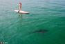 美国两闺蜜冲浪偶遇大鲨鱼 淡定同游
