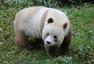 全球唯一的棕色大熊猫：人称“巧克力熊”