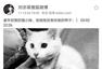 人美心善！刘亦菲收养几十只流浪猫场面壮观
