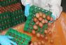 韩政府承诺销毁“毒鸡蛋”及其加工食品