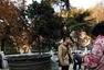 南京栖霞山：枫树被折 垃圾遍地