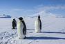 在南极生活15年是怎样的体验？